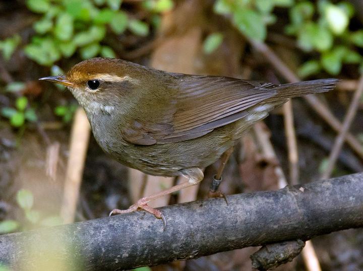 Chestnut-crowned Bush Warbler