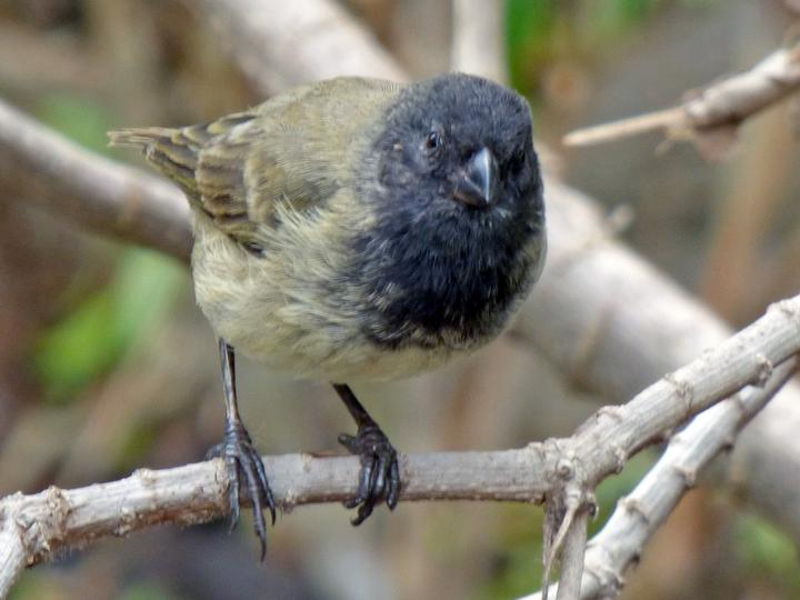 Large Tree Finch