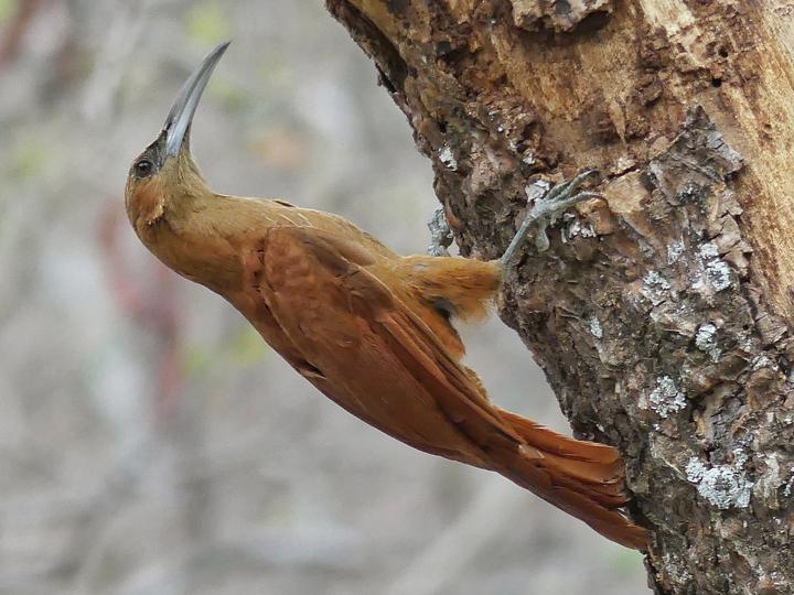 Great Rufous Woodcreeper
