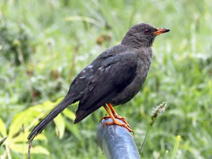 Great Thrush