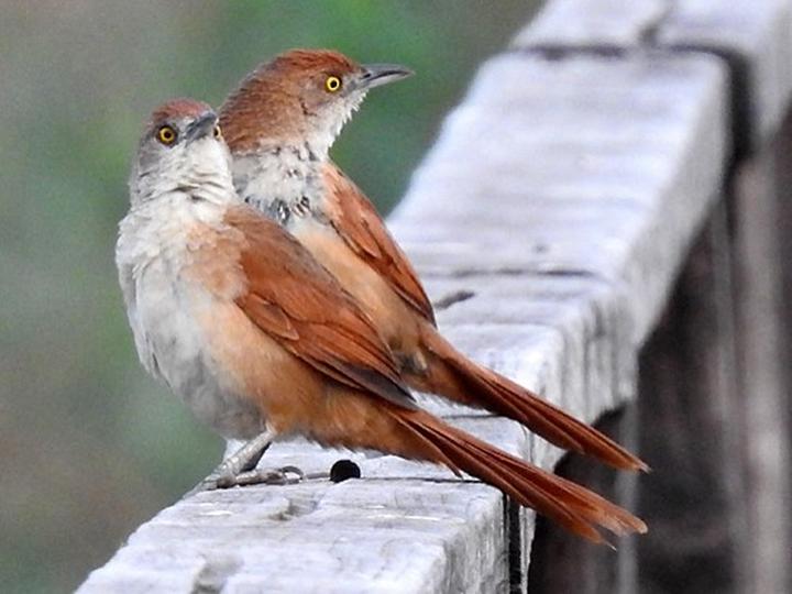 Greater Thornbird