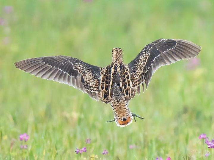 Swinhoe's Snipe