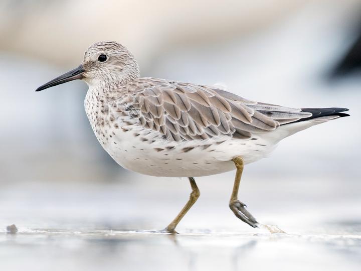 Great Knot