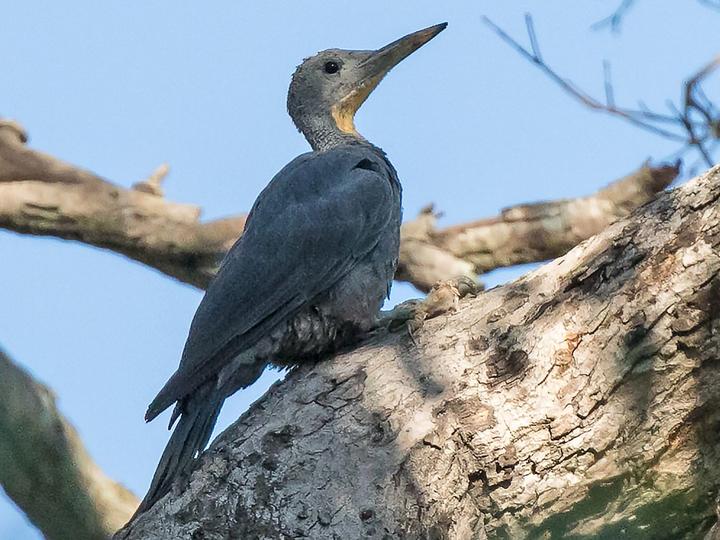 Great Slaty Woodpecker