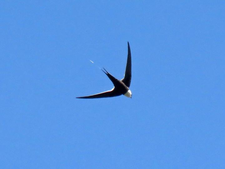 Great Swallow-tailed Swift