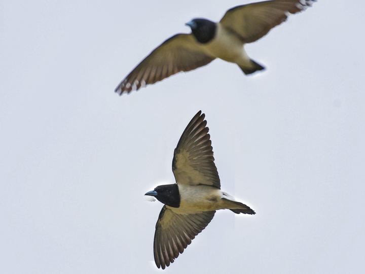 Great Woodswallow