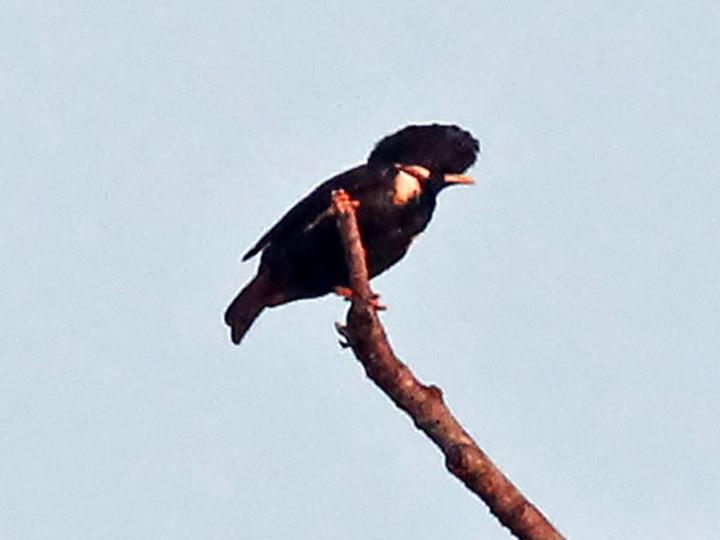 Helmeted Myna