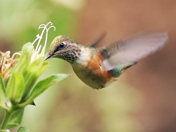 Bumblebee Hummingbird