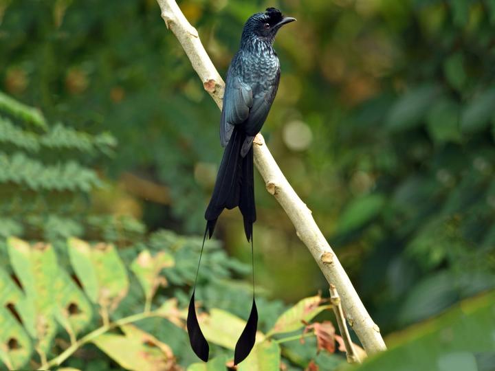 Greater Racket-tailed Drongo