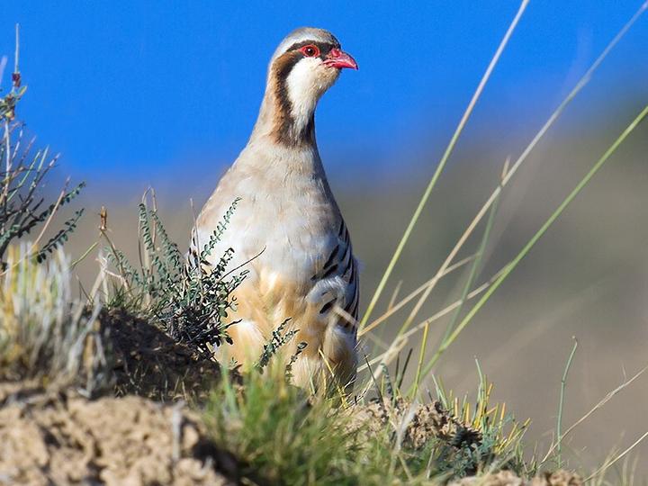 Przevalski's Partridge