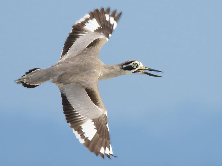 Great Stone-curlew