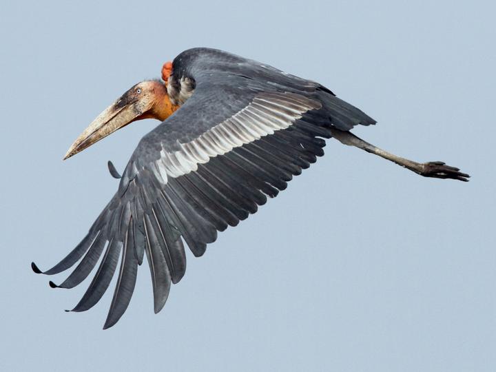 Greater Adjutant