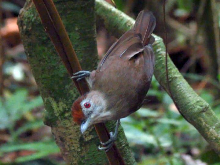 Rufous-crowned Babbler