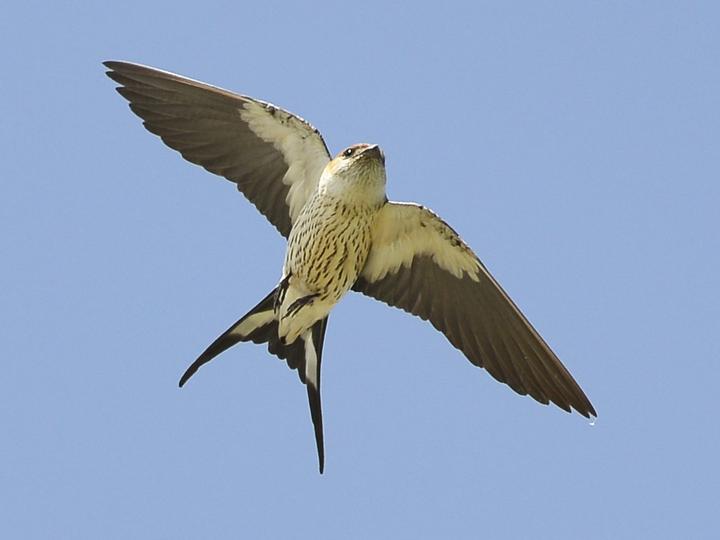 Greater Striped Swallow
