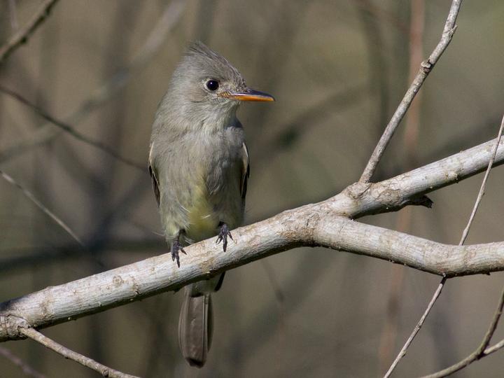 Greater Pewee