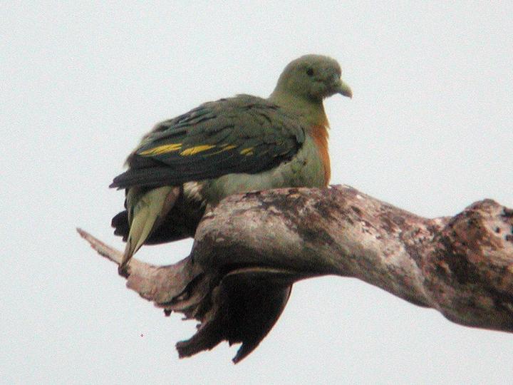 Large Green Pigeon