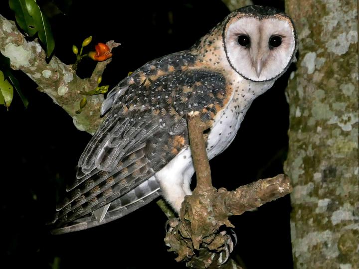 Australian Masked Owl
