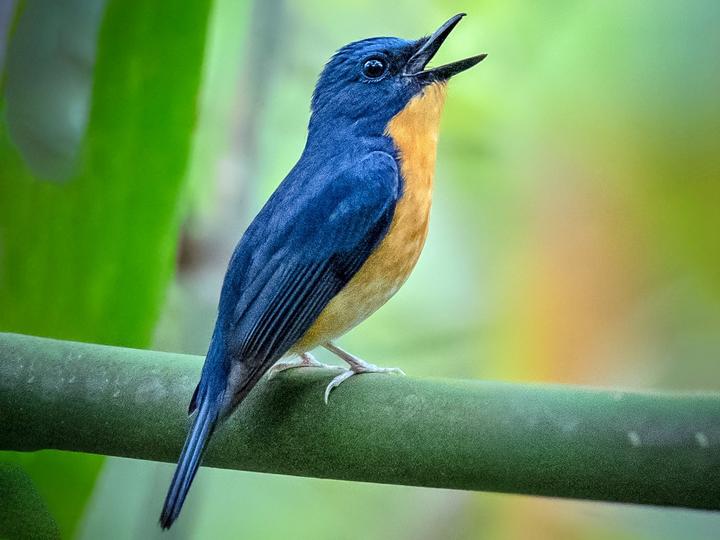 Large Blue Flycatcher