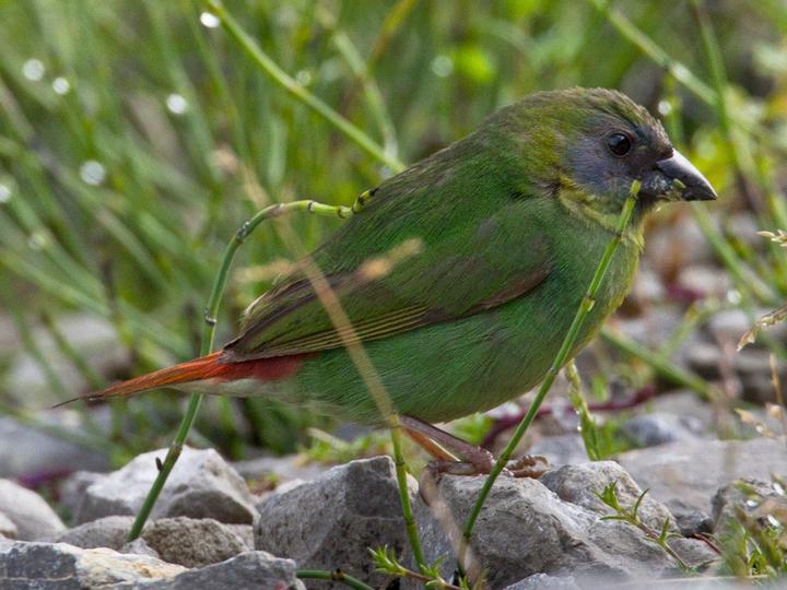 Papuan Parrotfinch