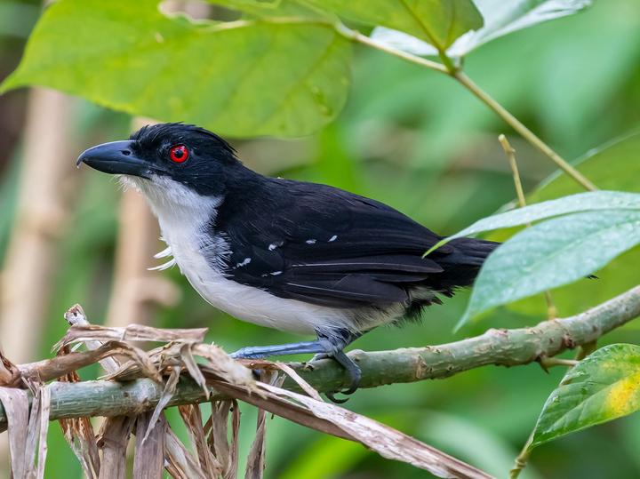 Great Antshrike
