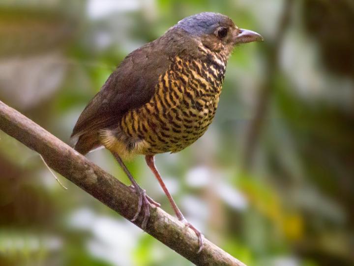 Great Antpitta