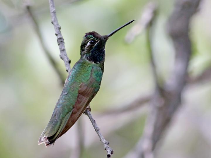 Rivoli's Hummingbird