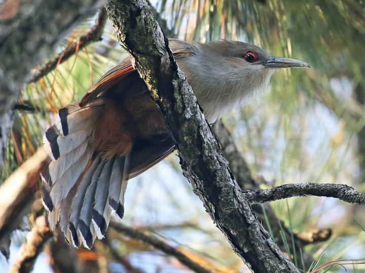 Great Lizard Cuckoo