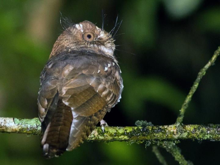 Feline Owlet-nightjar