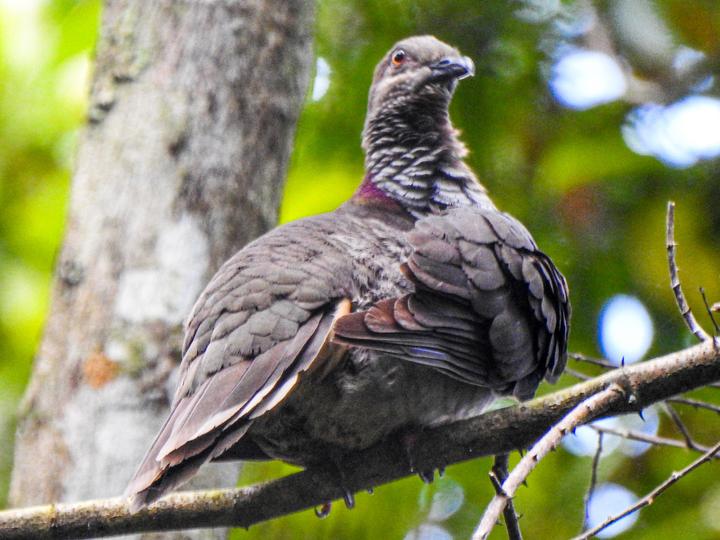 Amethyst Brown Dove