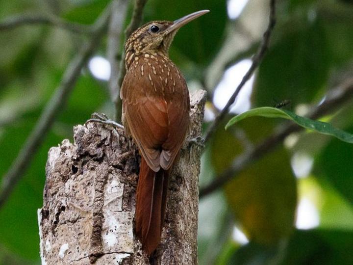 Ceara Woodcreeper