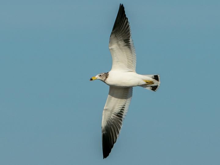 Olrog's Gull