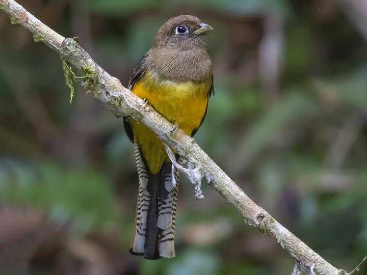 Atlantic Black-throated Trogon