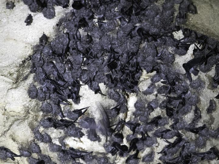 Black-nest Swiftlet