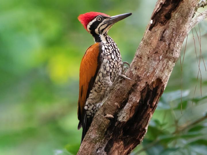 Greater Flameback