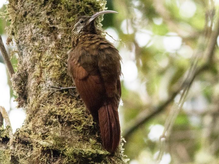 Greater Scythebill