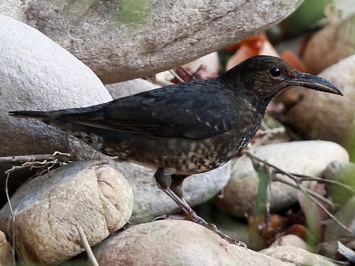 Long-billed Thrush