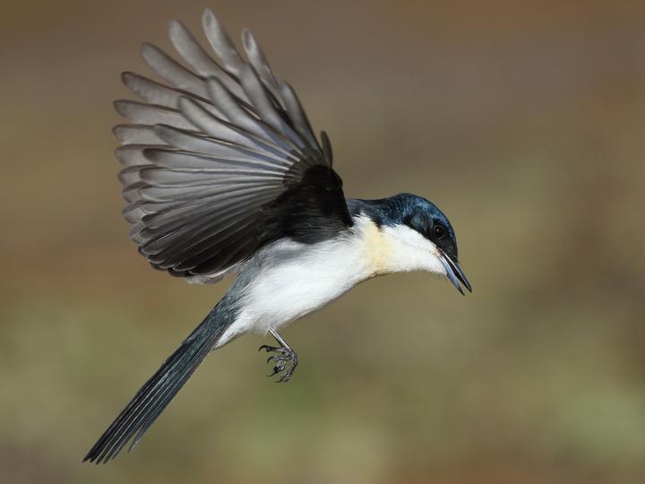 Restless Flycatcher
