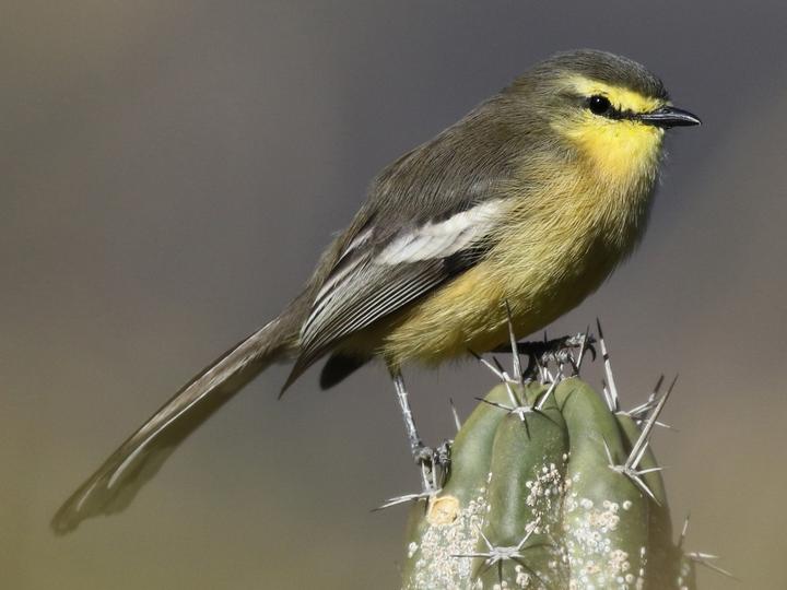 Greater Wagtail-Tyrant