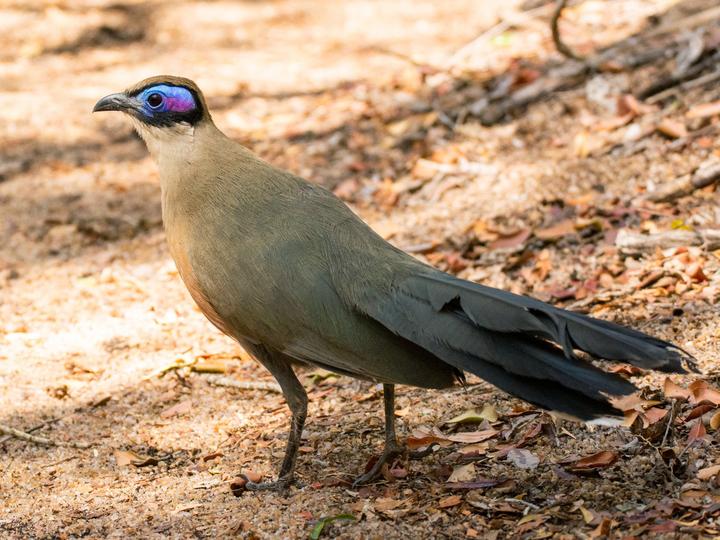 Giant Coua