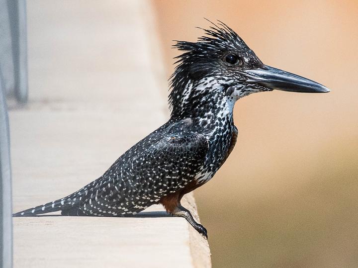 Giant Kingfisher