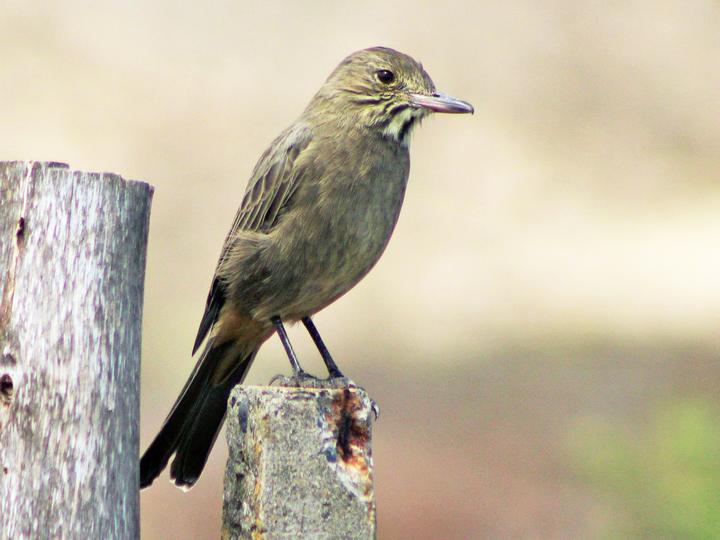 Great Shrike-Tyrant