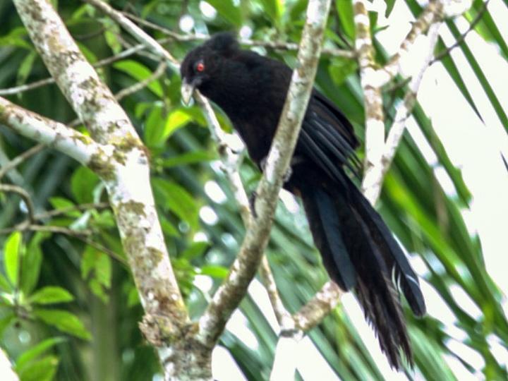 Ivory-billed Coucal