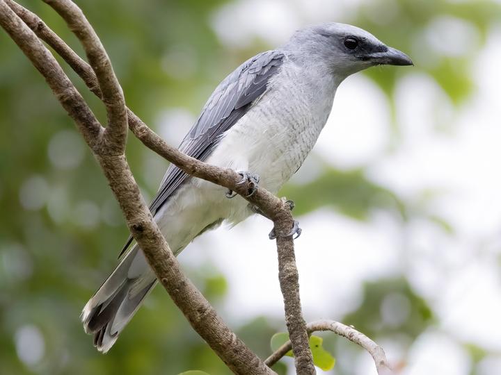 Oriental Cuckooshrike