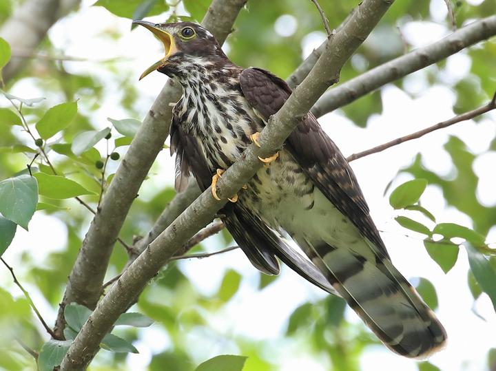 Large Hawk-Cuckoo