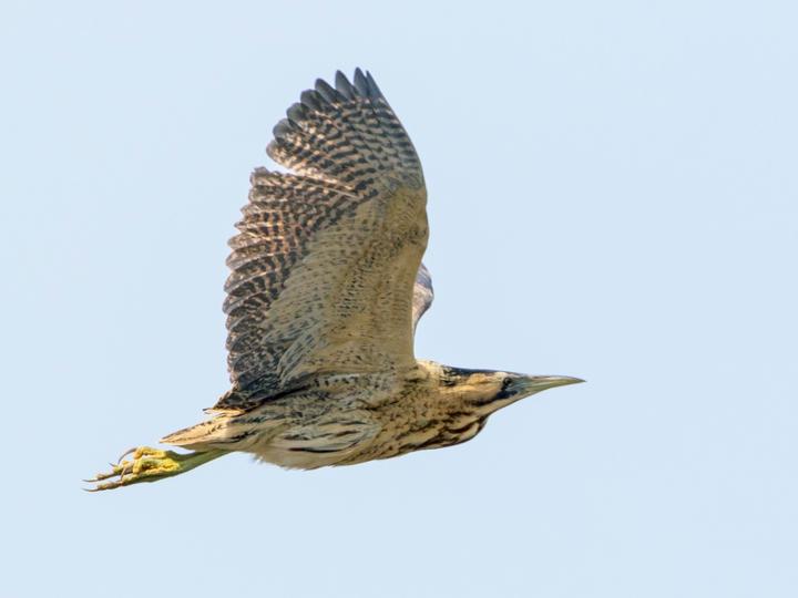 大麻鳽
