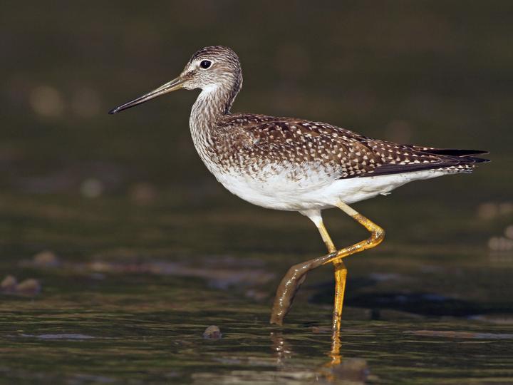 Greater Yellowlegs