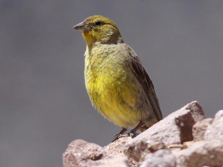 Greater Yellow Finch