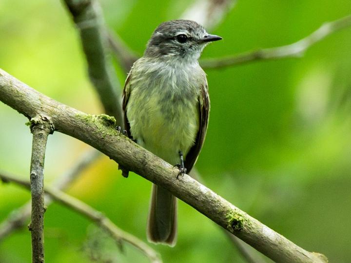 Pacific Elaenia