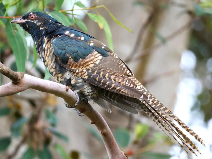 Pacific Koel