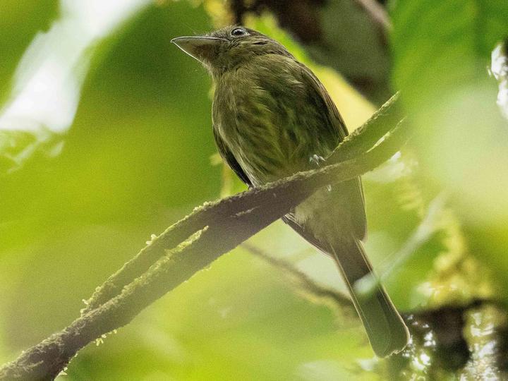 Pacific Flatbill